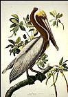 Brown Pelican by John James Audubon